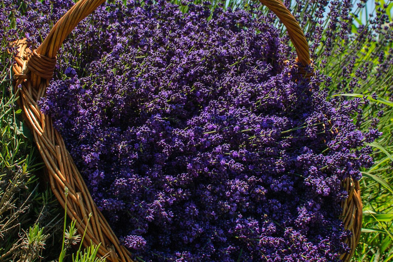 Lavanda spontană vs. lavanda de cultură