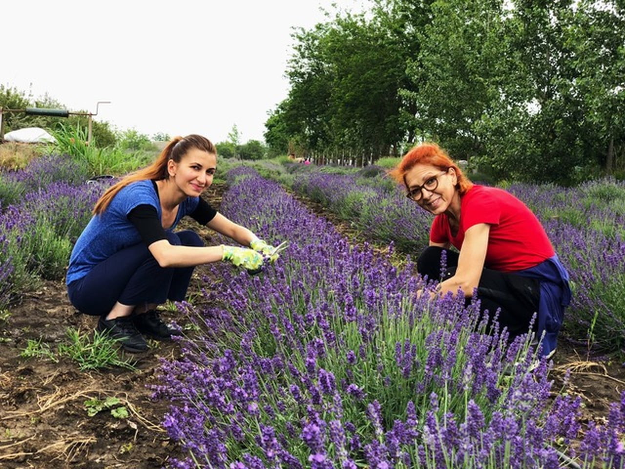 lavanda de cultura