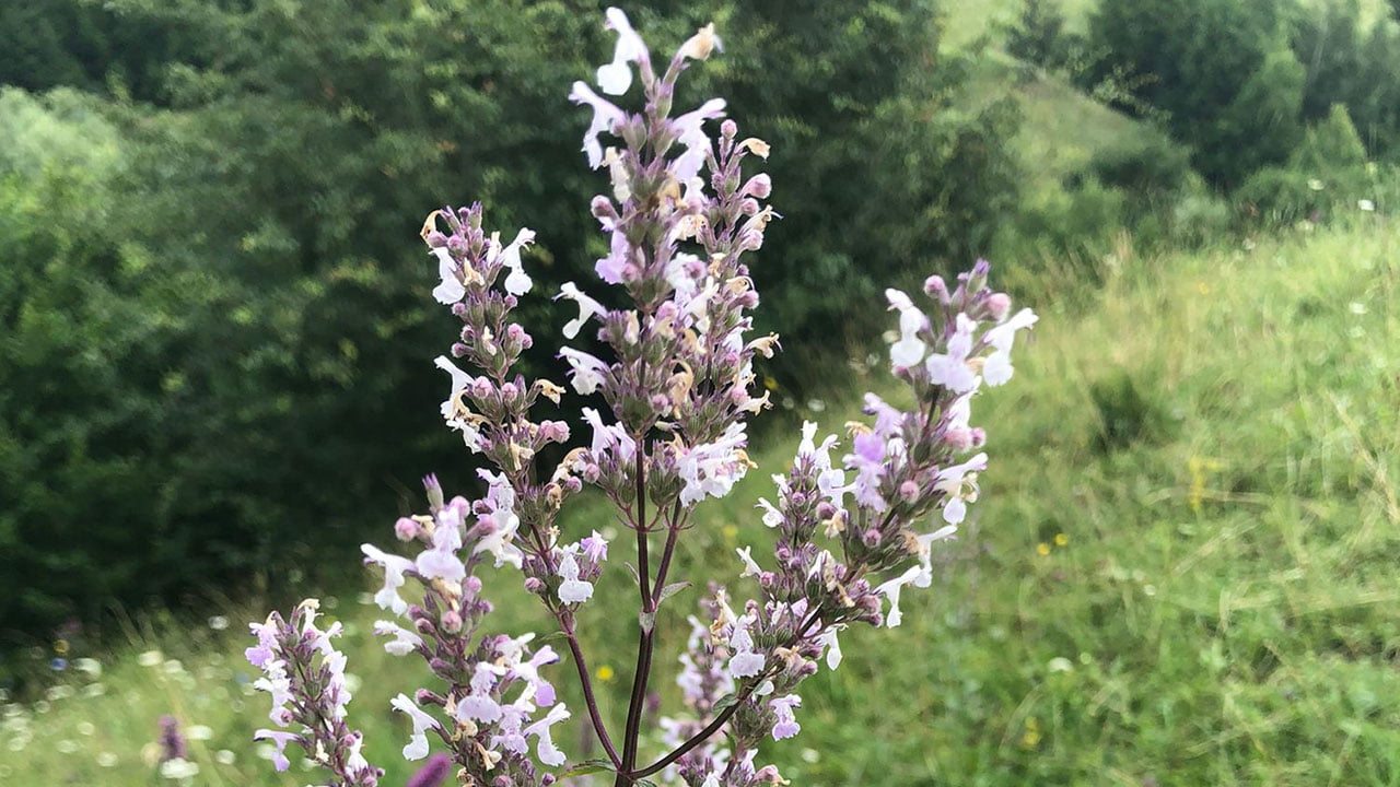 Lavanda Sălbatică - 2